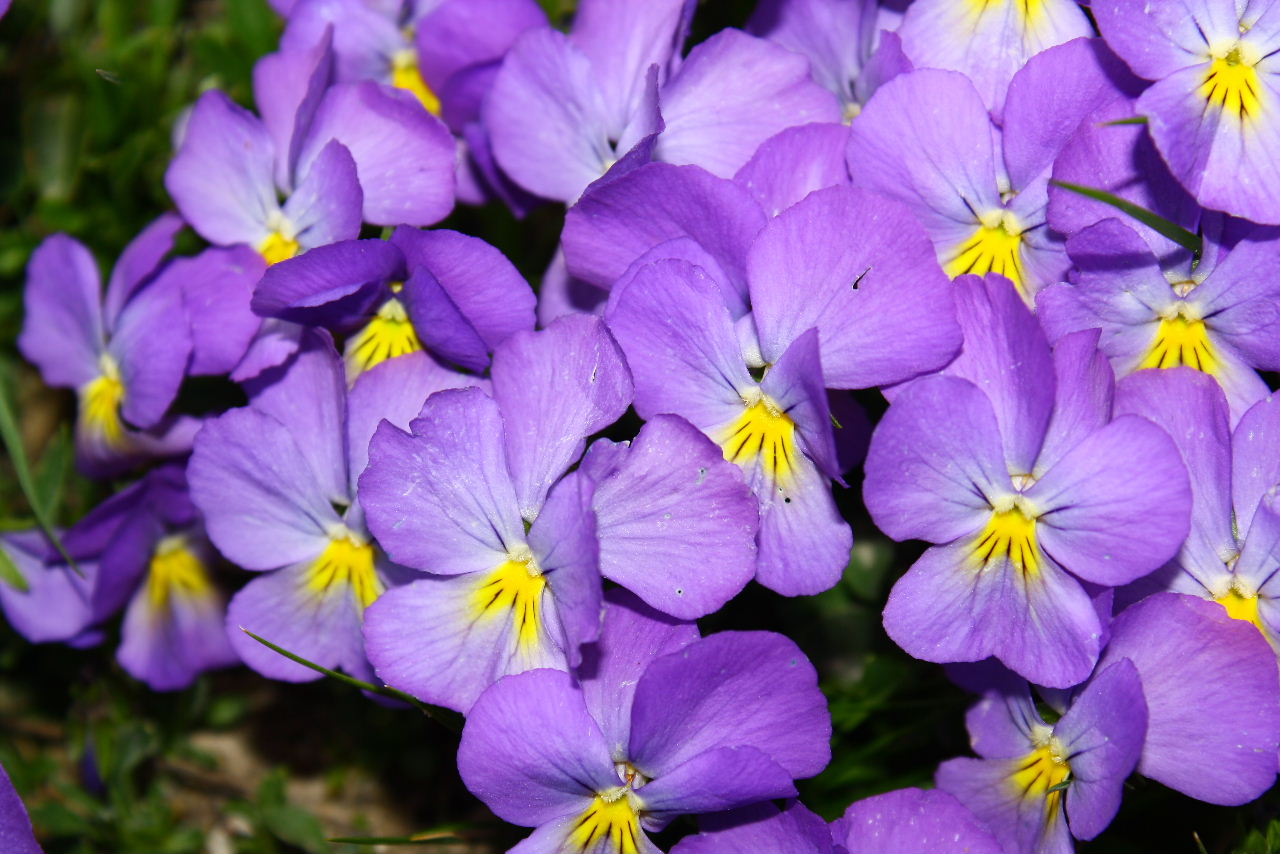 Viola calcarata